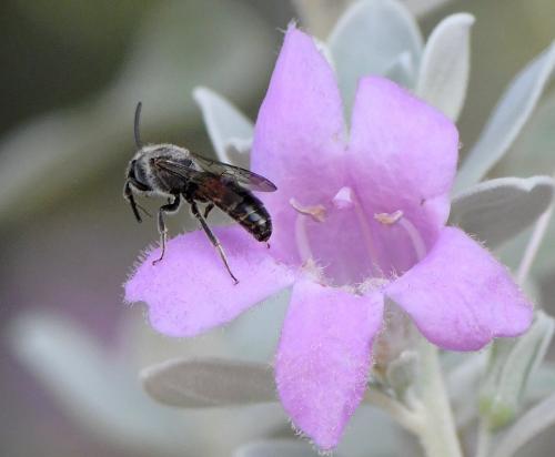 Lasioglossum nigripes